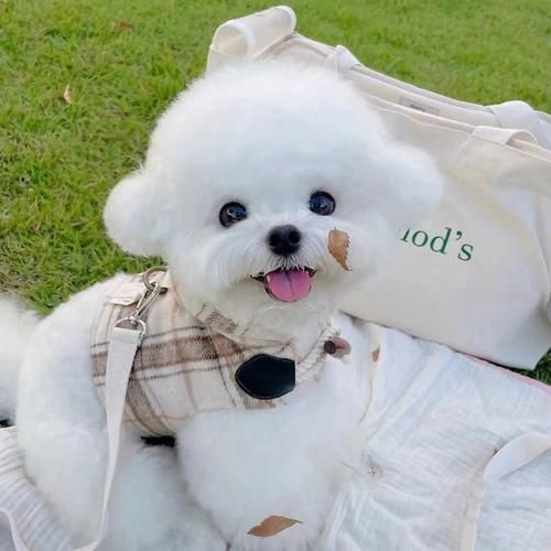 比熊犬（最可爱的家庭宠物选择）
