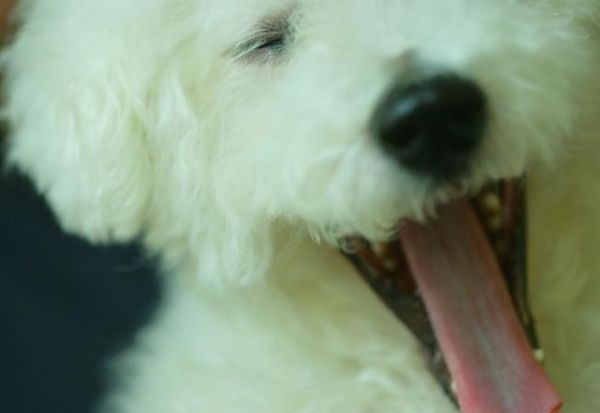 世界名犬——比熊犬（Bichon Frisé）