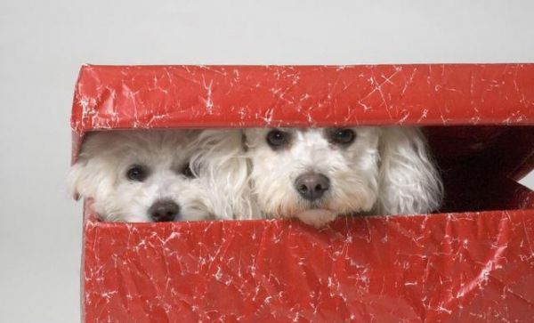 世界名犬——比熊犬（Bichon Frisé）