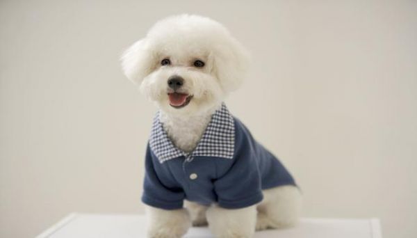 世界名犬——比熊犬（Bichon Frisé）