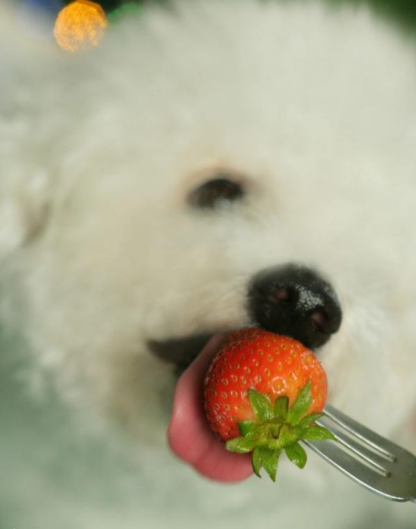 世界名犬——比熊犬（Bichon Frisé）