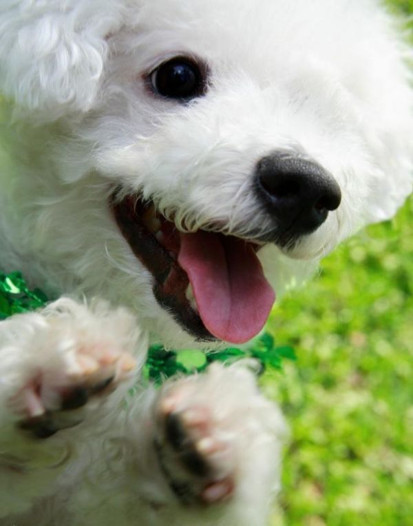 世界名犬——比熊犬（Bichon Frisé）