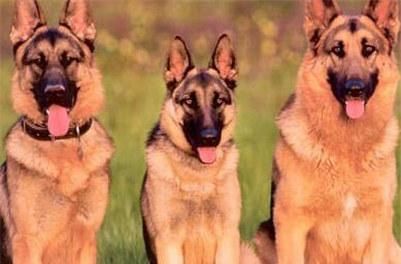 一只德国牧羊犬幼犬多少钱？德国牧羊犬幼犬的价格行情及选购方法