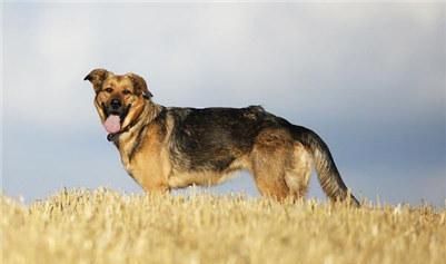 一只德国牧羊犬幼犬多少钱？德国牧羊犬幼犬的价格行情及选购方法
