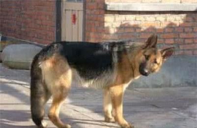 一只德国牧羊犬幼犬多少钱？德国牧羊犬幼犬的价格行情及选购方法