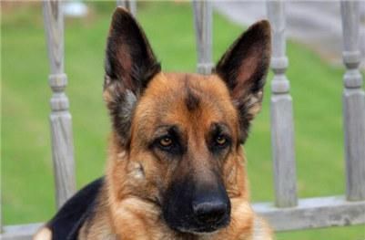 一只德国牧羊犬幼犬多少钱？德国牧羊犬幼犬的价格行情及选购方法