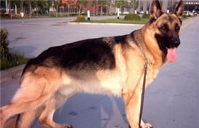 一只德国牧羊犬幼犬多少钱？德国牧羊犬幼犬的价格行情及选购方法