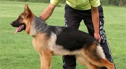 一只德国牧羊犬幼犬多少钱？德国牧羊犬幼犬的价格行情及选购方法