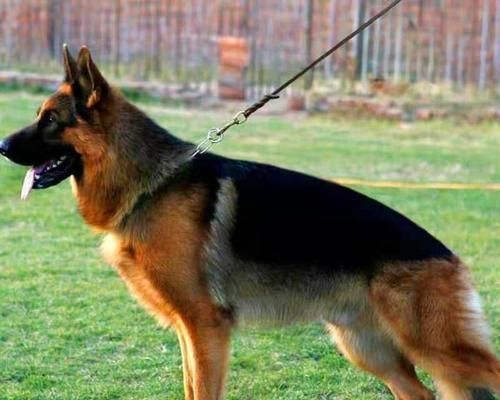 德国牧羊犬的寿命有多长？——一个宠物犬主的思考与经验分享