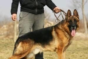 德国牧羊犬的寿命有多长？——一个宠物犬主的思考与经验分享