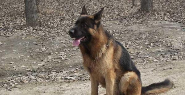 德国牧羊犬的寿命有多长？——一个宠物犬主的思考与经验分享