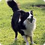 边牧犬