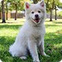 萨摩耶犬