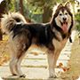 阿拉斯加犬