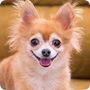 蝴蝶犬