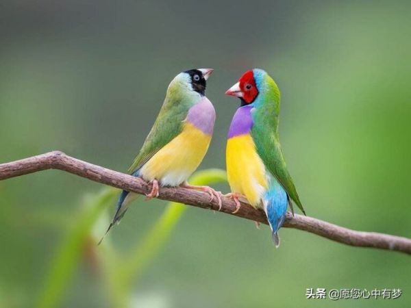 七彩文鸟养一个月就可以放养了，养七彩文鸟可以选择金丝雀笼子