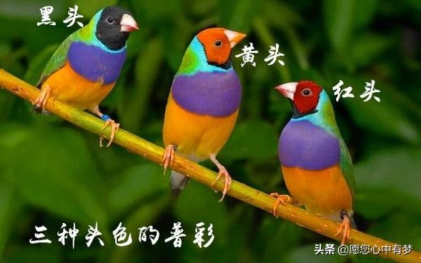 七彩文鸟养一个月就可以放养了，养七彩文鸟可以选择金丝雀笼子