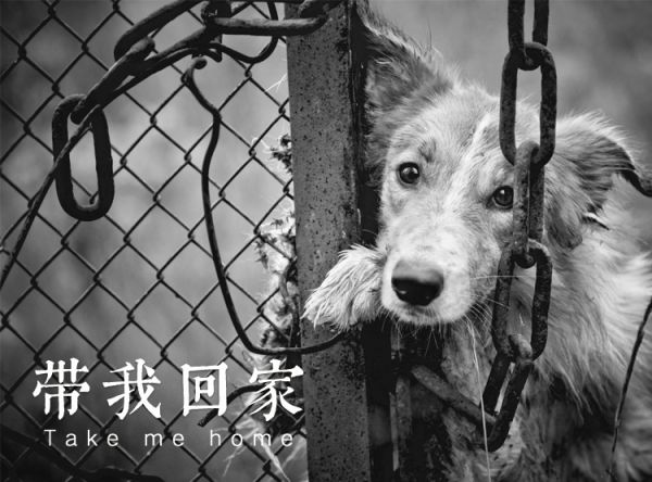 千寻宠物 沈阳宠物救助 沈阳宠物领养 沈阳宠物医院 