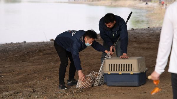 千寻宠物 沈阳宠物救助 沈阳宠物领养 沈阳宠物医院 