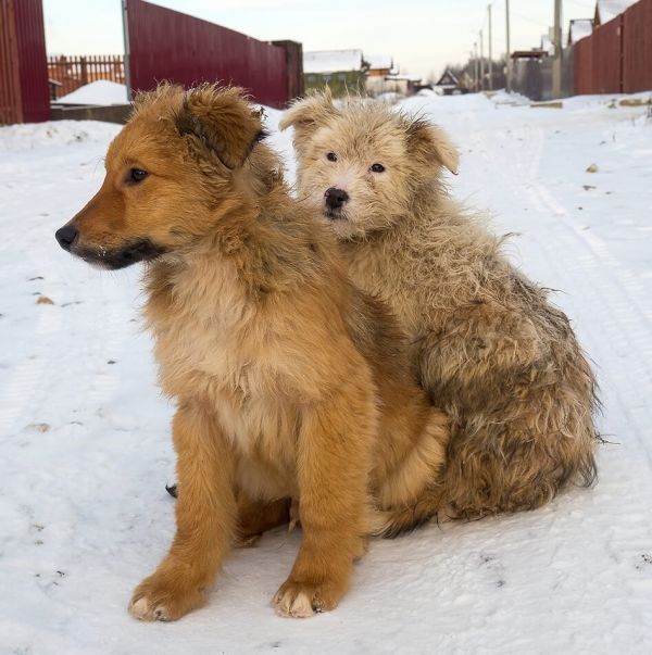 dogs