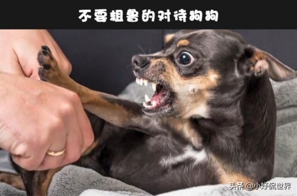 狗狗会咬人咋办？细数 6 个可训练小狗不咬人的简单方法 