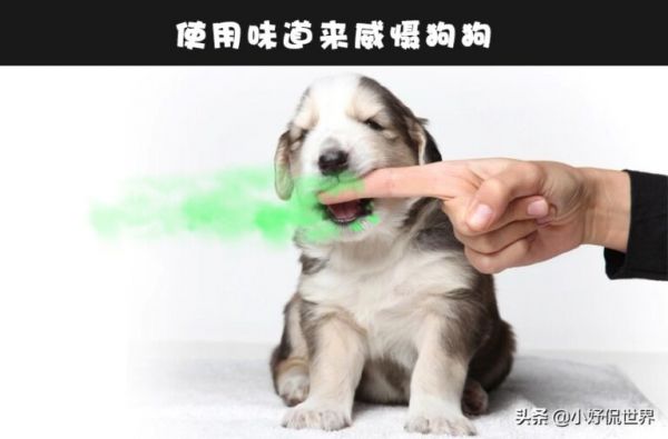 狗狗会咬人咋办？细数 6 个可训练小狗不咬人的简单方法 