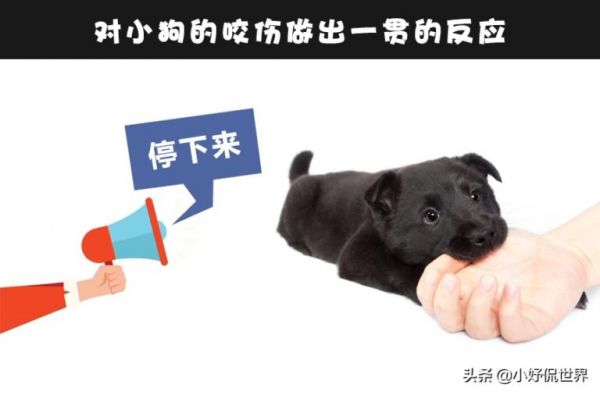 狗狗会咬人咋办？细数 6 个可训练小狗不咬人的简单方法 