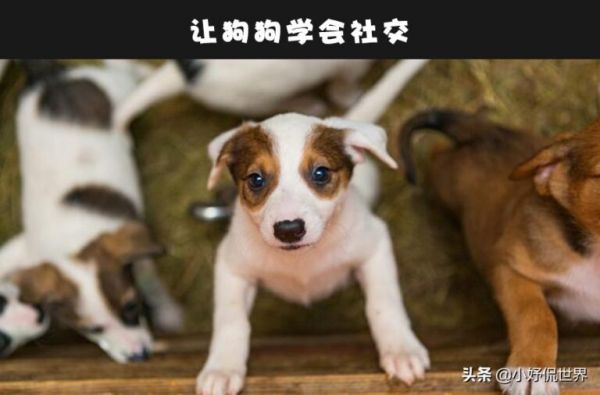 狗狗会咬人咋办？细数 6 个可训练小狗不咬人的简单方法 