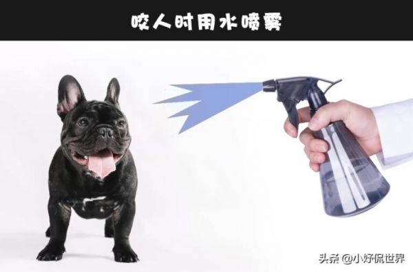狗狗会咬人咋办？细数 6 个可训练小狗不咬人的简单方法 