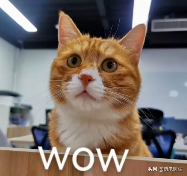 喵、嚎嗷、咕咕……19 种猫叫声，哪个代表猫在骂你 