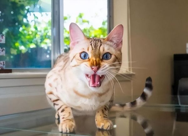 猫咪不同叫声的含义,一文搞懂!