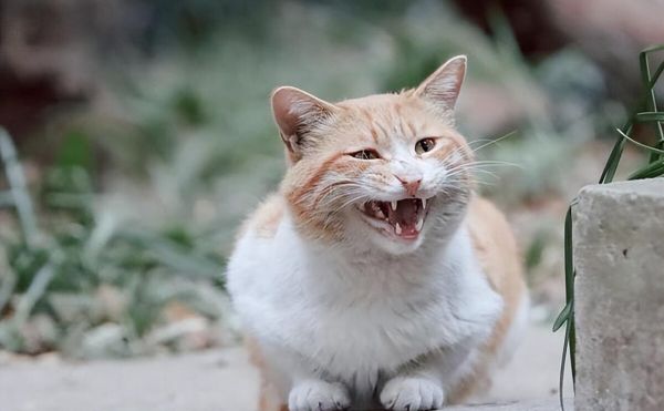 猫咪不同叫声的含义,一文搞懂!