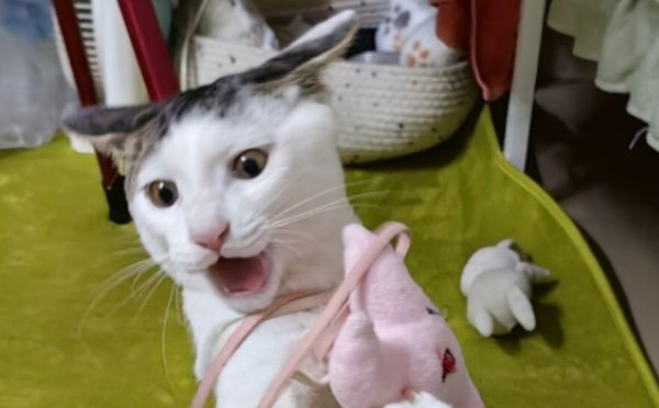 猫咪不同叫声的含义,一文搞懂!