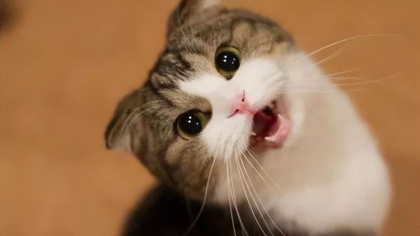 猫咪不同叫声的含义,一文搞懂!