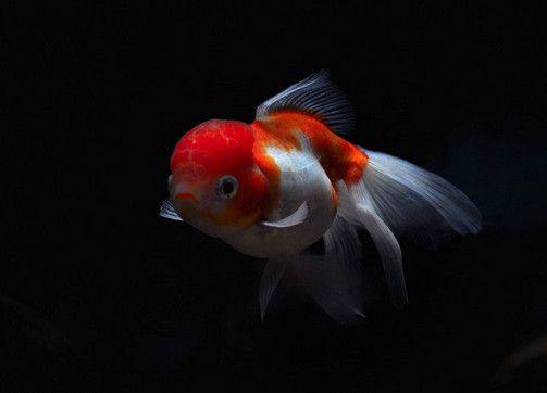 心理测试:挑选宠物,看看你是一个幸运的人吗?