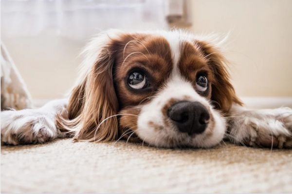 多地狂犬病疫苗短缺 专家提醒做好预防