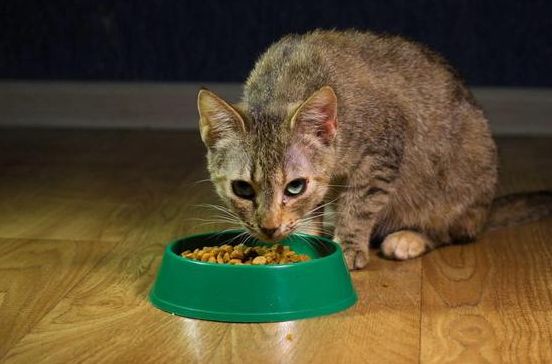 改正猫咪抢食？教你们几招实用的方法