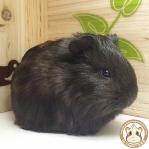 宠物豚鼠品种大全，豚鼠还分这么多种类呢？