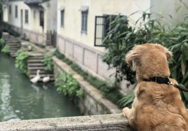 十一值得带狗入住的五家度假酒店