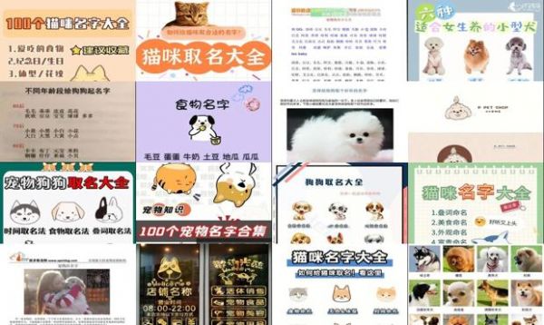 宠物名字创意简单