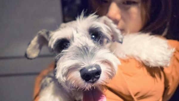 如何训练狗狗拒绝陌生人（建立正确的社交观念和行为模式）