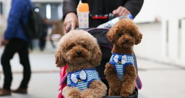 如何让宠物狗跟着主人走？（15个实用技巧教你轻松驾驭狗狗）