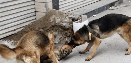 如何让宠物狗狗不怕陌生人（培养狗狗社交能力的实用方法）
