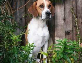 哈利犬图片