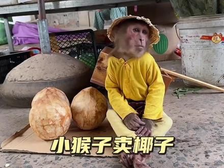 小猴子卖椰子,简直太厉害了 #萌宠出道计划 #萌宠日常记录 #动物 #萌宠成精了 #萌宠