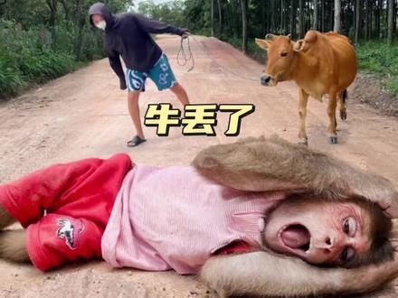 小猴子放牛,却把大黄牛弄丢了#动物 #小猴子 #萌宠 #萌宠出道计划 #萌宠成精了 #萌宠日常记录