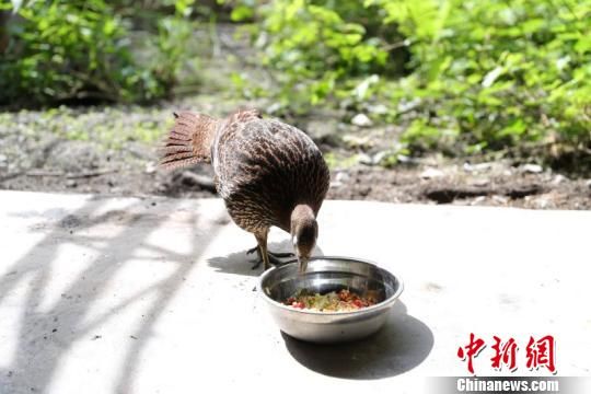 “鸟中大熊猫”绿尾虹雉。