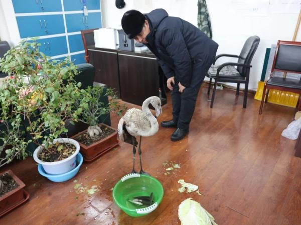 黑龙江野外发现一只“火烈鸟”！它从哪来的？