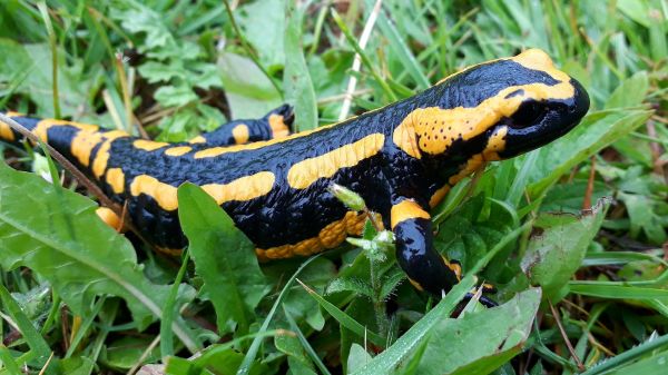 Tipos de salamandra