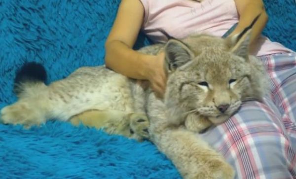 厉害了！美女把昂贵的猞猁养成了一只温顺的“猫”
